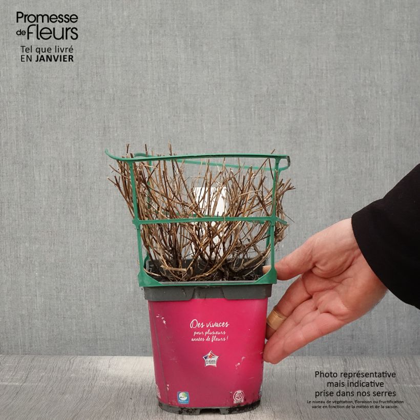 Coreopsis Limerock Passion Maceta 2L/3L Ejemplar entregado en invierno