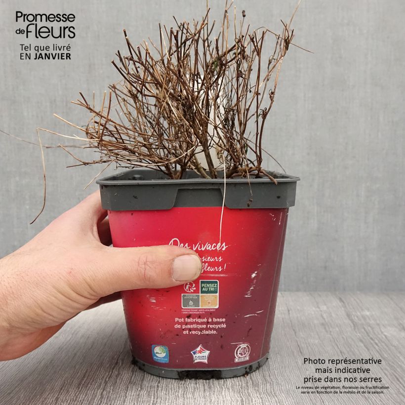 Coreopsis rosea Limerock ruby Maceta 2L/3L Ejemplar entregado en invierno