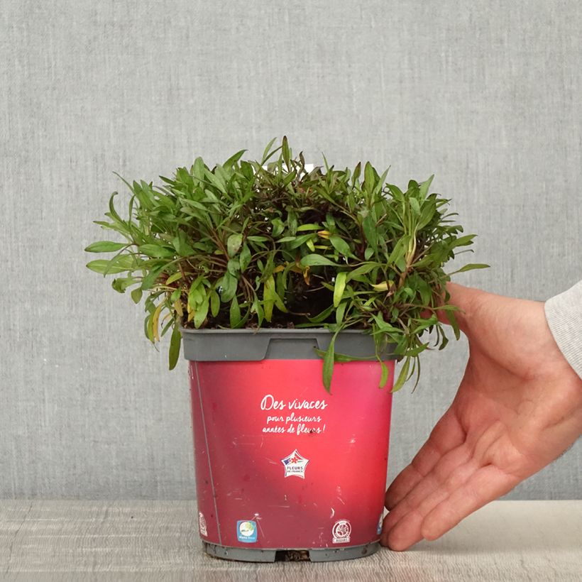 Coreopsis rosea Limerock ruby Maceta 2L/3L Ejemplar entregado en la primavera