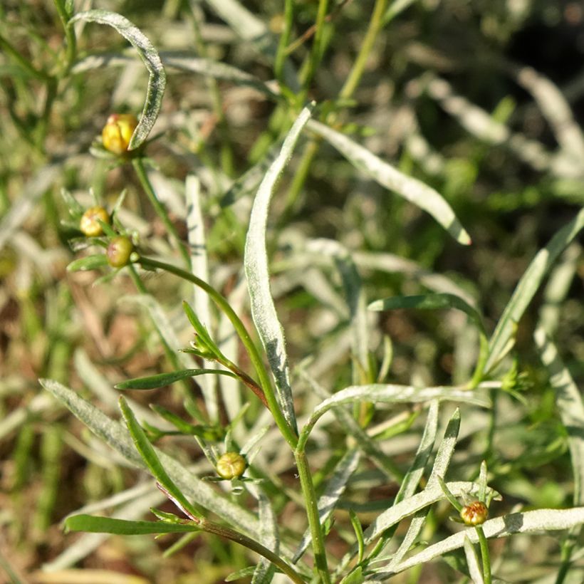 Coreopsis Madras Magic (Follaje)