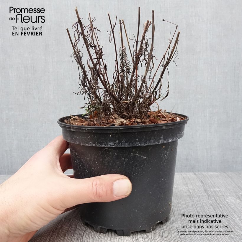 Coreopsis verticilliata Red Satin Maceta 2L/3L Ejemplar entregado en invierno