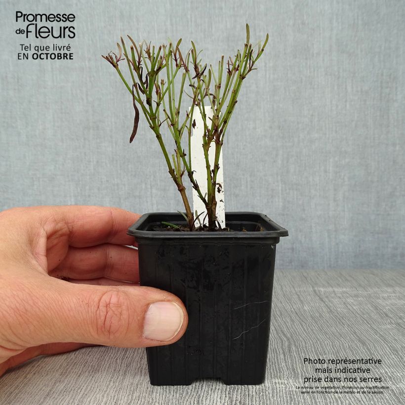 Ejemplar de Coreopsis Redshift Maceta de 8/9 cm entregado en otoño