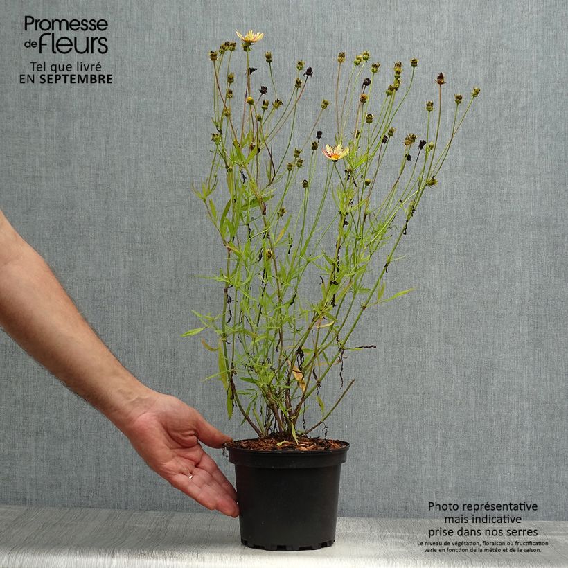 Ejemplar de Coreopsis Redshift Maceta 2L/3L entregado en otoño