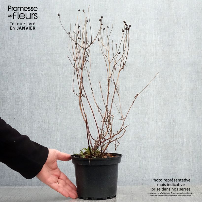 Coreopsis Redshift Maceta 2L/3L Ejemplar entregado en invierno