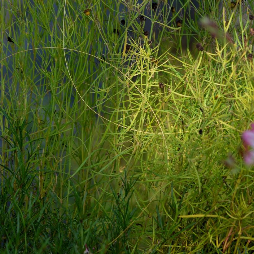 Coreopsis rosea American Dream (Follaje)
