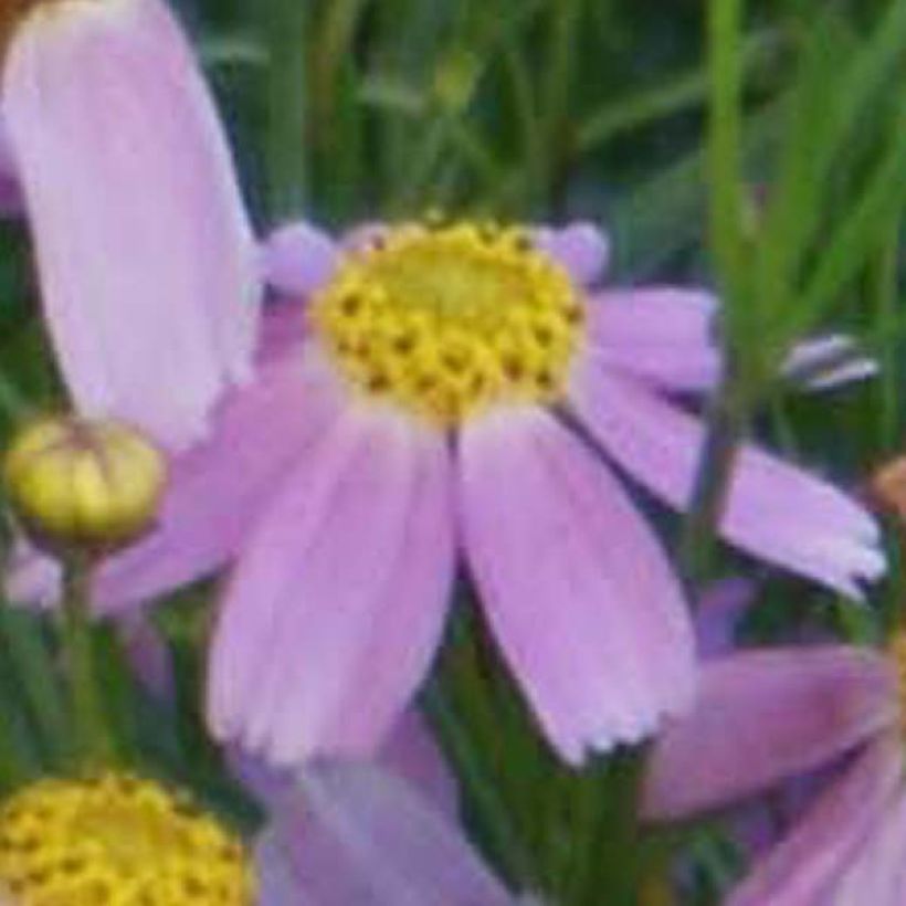 Coreopsis rosea American Dream (Floración)