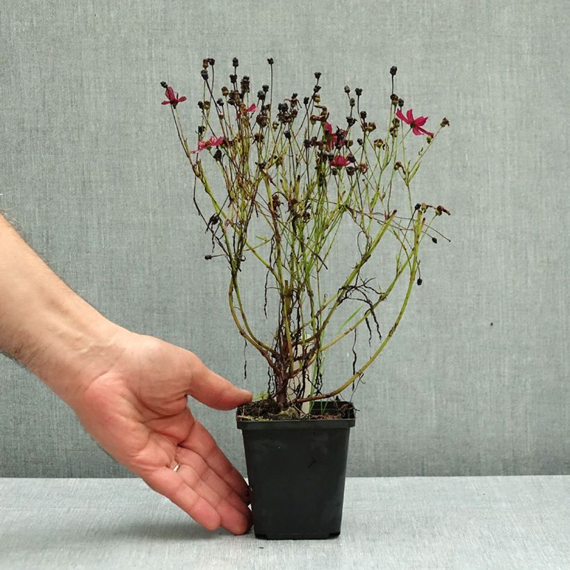 Ejemplar de Coreopsis verticilliata Ruby Red Maceta de 8/9 cm entregado en otoño