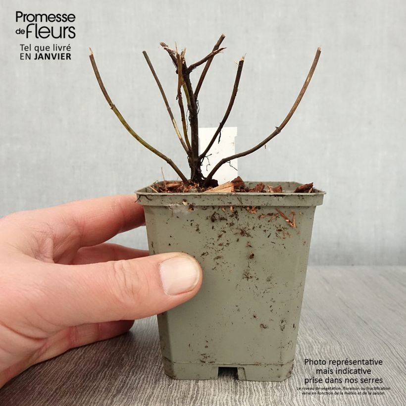 Coreopsis verticilliata Ruby Red Maceta de 8/9 cm Ejemplar entregado en invierno