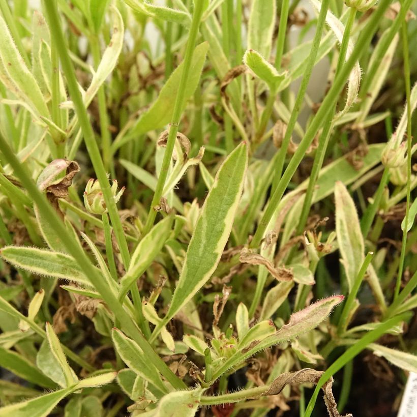 Coreopsis grandiflora Tequila Sunrise (Follaje)