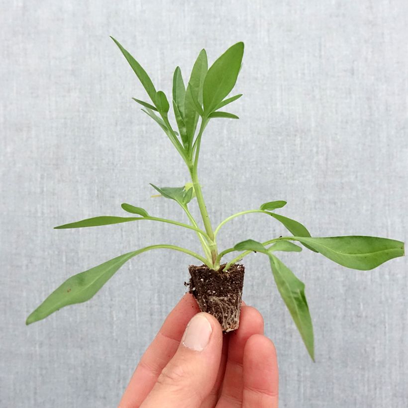 Coreopsis Uptick Red minicepellón: Ø 3/4 cm Ejemplar entregado en la primavera
