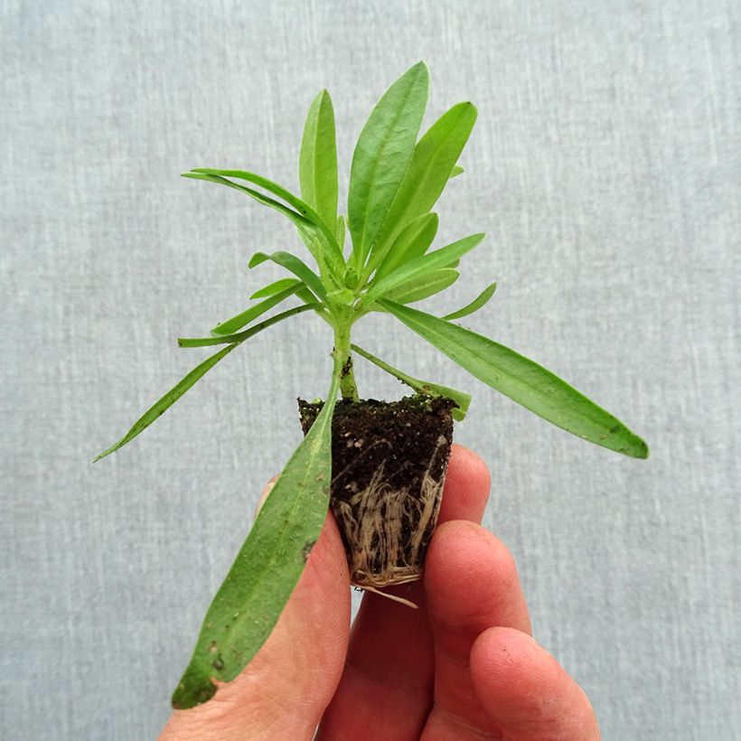 Coreopsis Uptick Yellow and Red minicepellón: Ø 3/4 cm Ejemplar entregado en la primavera