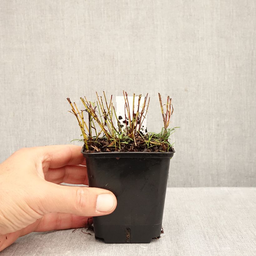 Ejemplar de Coreopsis verticillata Sunbeam Maceta de 8/9 cm entregado en otoño