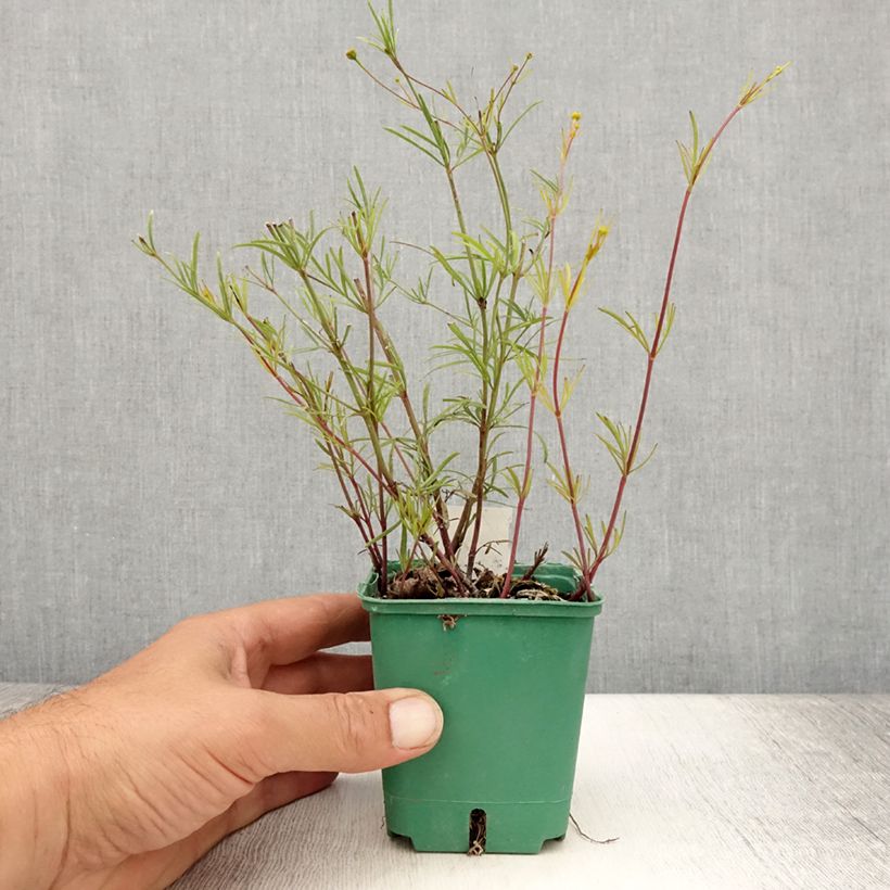 Ejemplar de Coreopsis verticillata Sunbeam Maceta de 8/9 cm entregado en verano