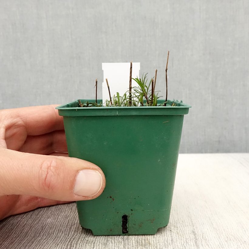 Coreopsis verticillata Sunbeam Maceta de 8/9 cm Ejemplar entregado en la primavera