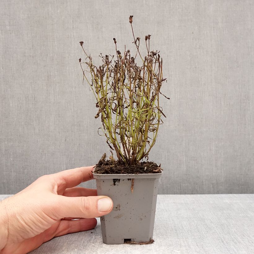 Coreopsis verticillata Ladybird Maceta de 8/9 cm Ejemplar entregado en invierno