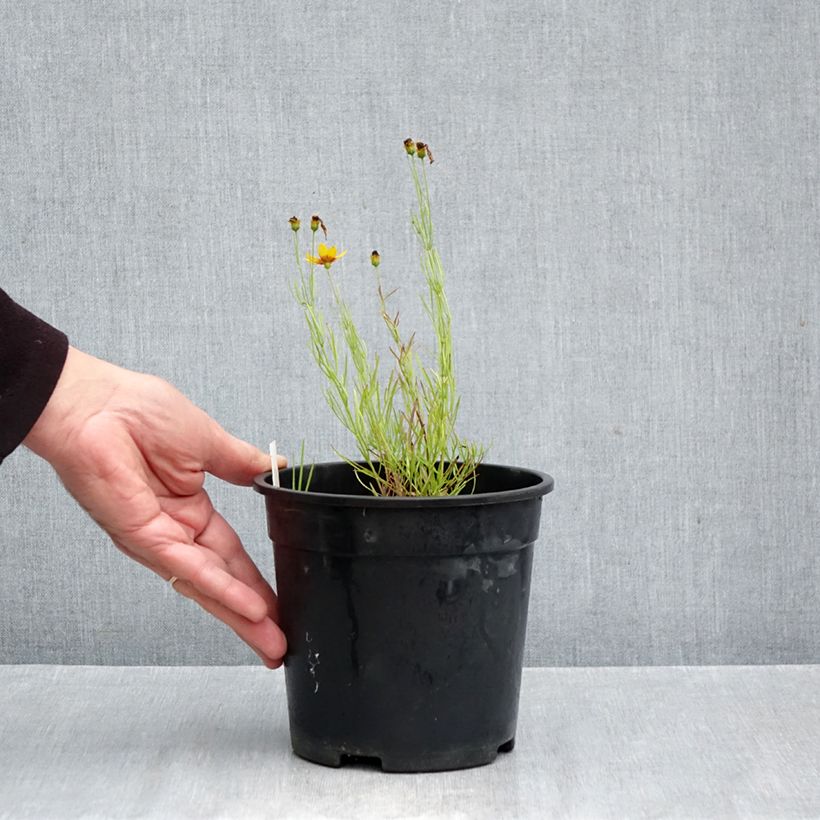 Ejemplar de Coreopsis verticillata S&S Curry Up Maceta 2L/3L entregado en otoño