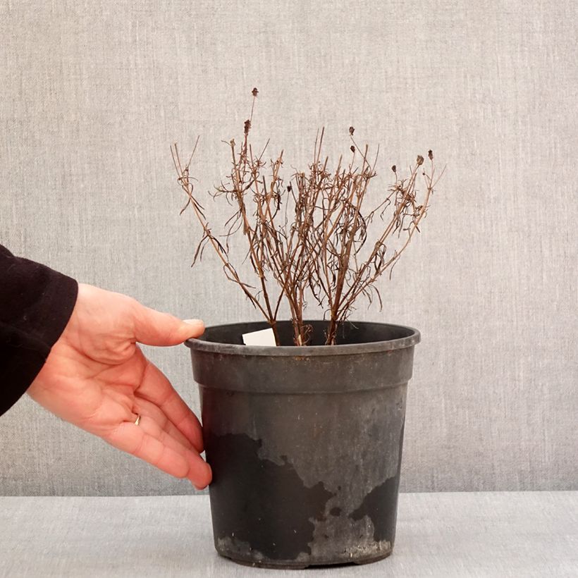 Coreopsis verticillata S&S Curry Up Maceta 2L/3L Ejemplar entregado en invierno