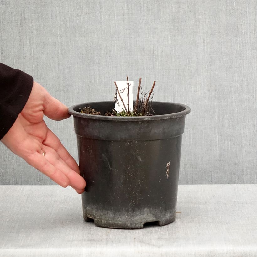 Coreopsis verticillata S&S Curry Up Maceta 2L/3L Ejemplar entregado en la primavera