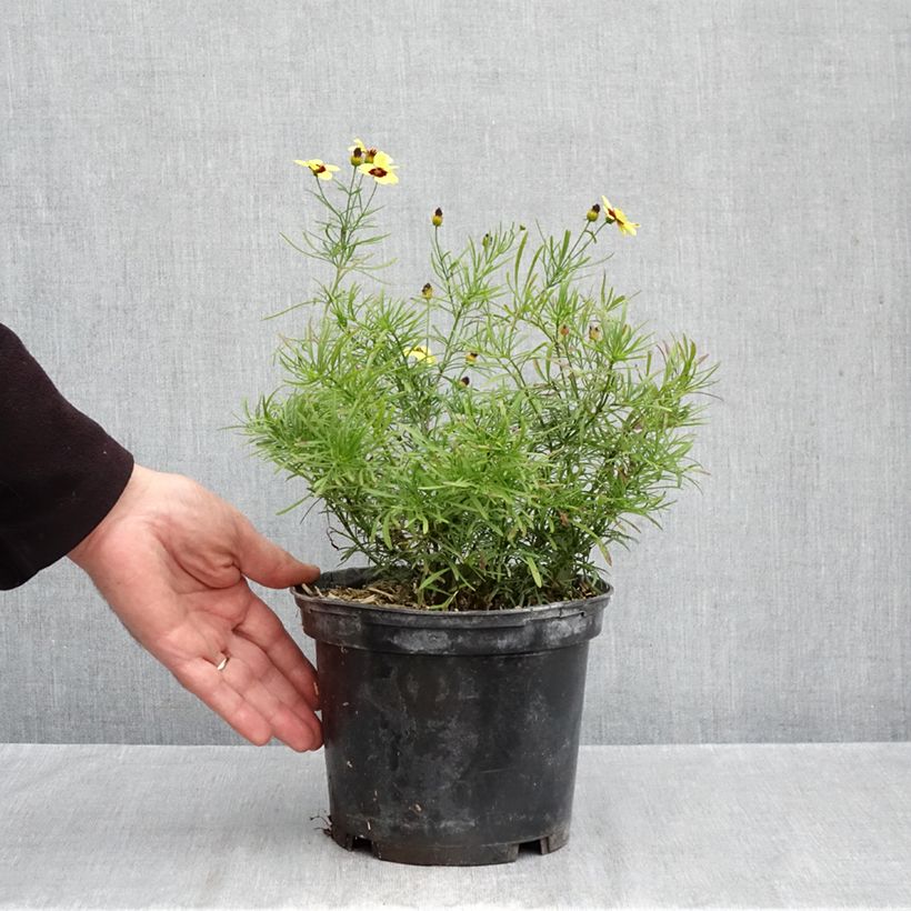 Ejemplar de Coreopsis verticillata S&S Sassy Saffron Maceta 2L/3L entregado en otoño