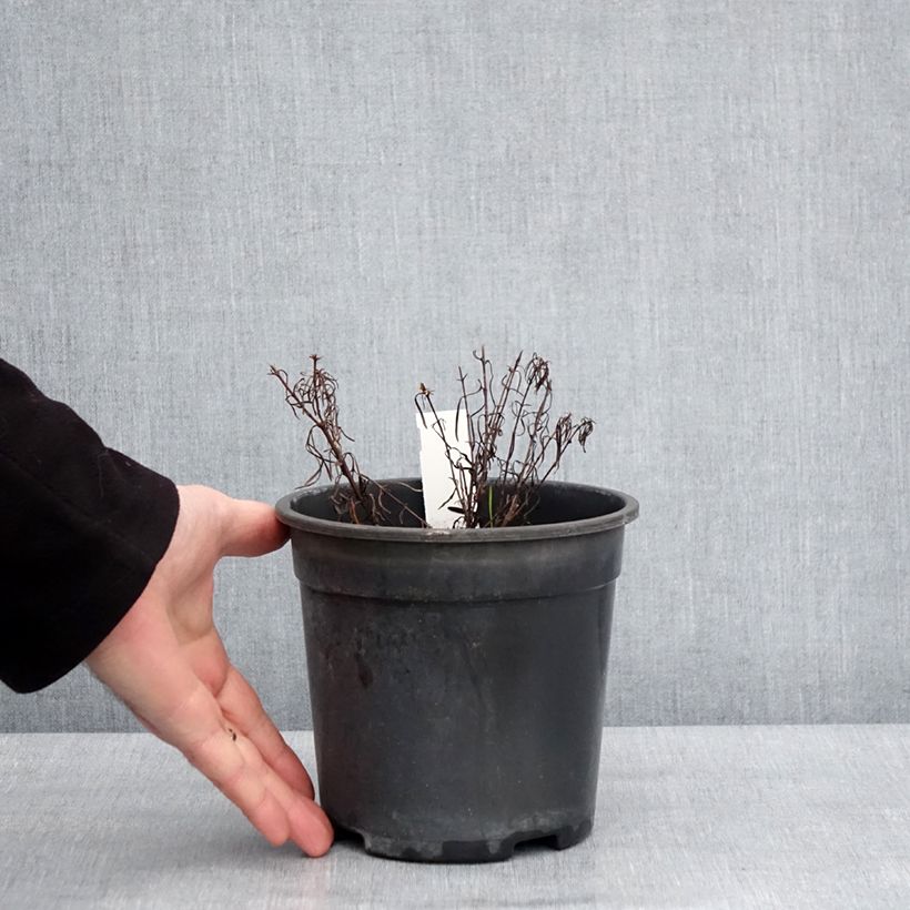 Coreopsis verticillata S&S Sassy Saffron Maceta 2L/3L Ejemplar entregado en invierno