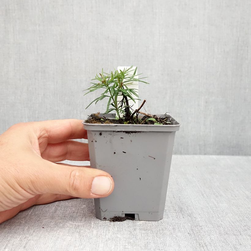 Ejemplar de Coreopsis verticillata Zagreb Maceta de 8/9 cm entregado en otoño