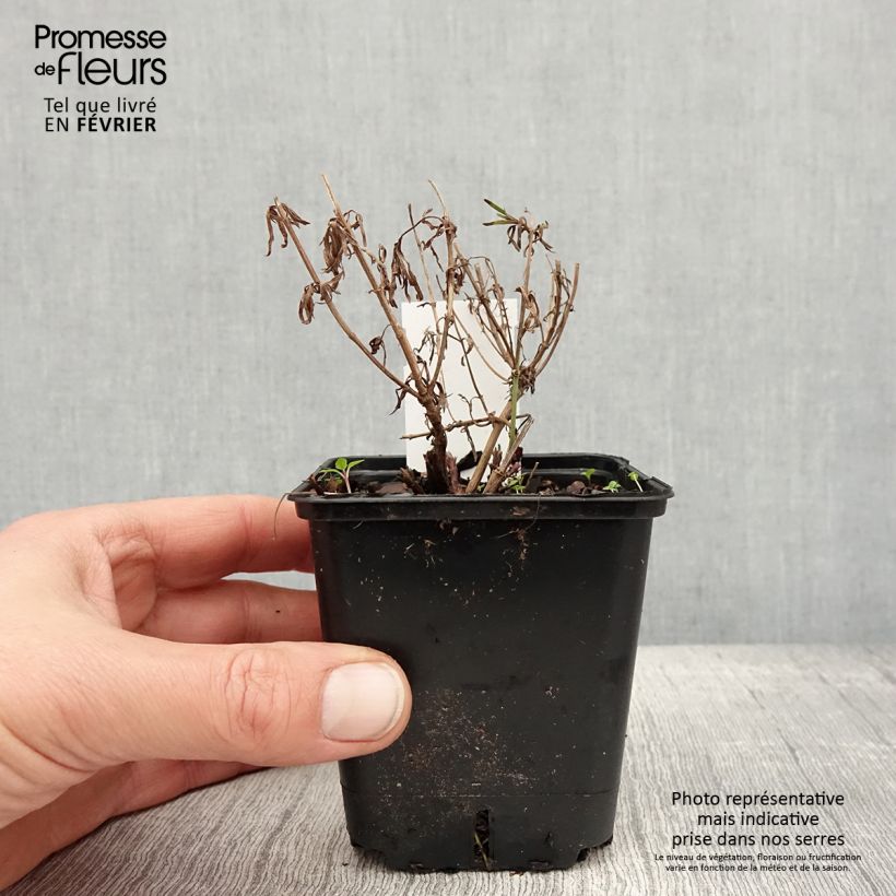 Coreopsis verticillata Zagreb Maceta de 8/9 cm Ejemplar entregado en invierno