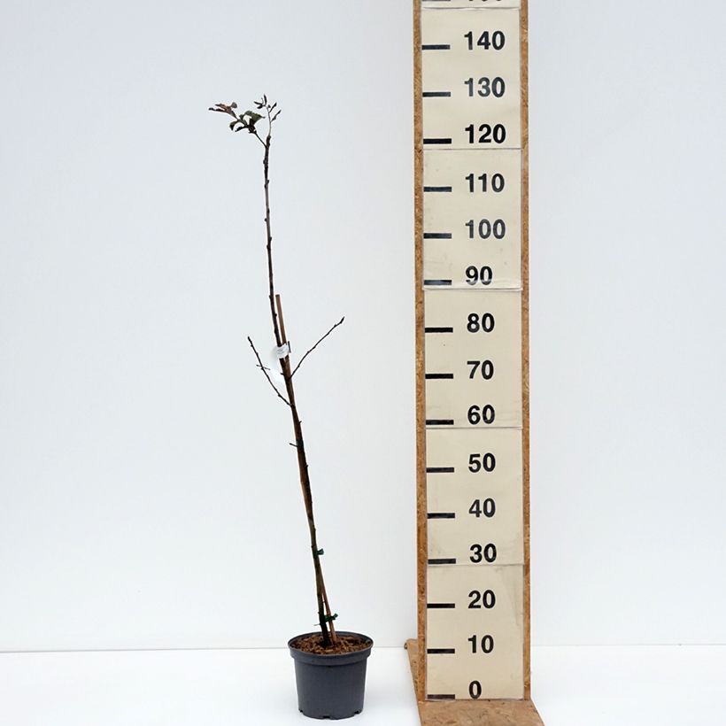 Ejemplar de Sorbus domestica  - Service Tree, True Service Tree Maceta 3L/4L entregado en otoño