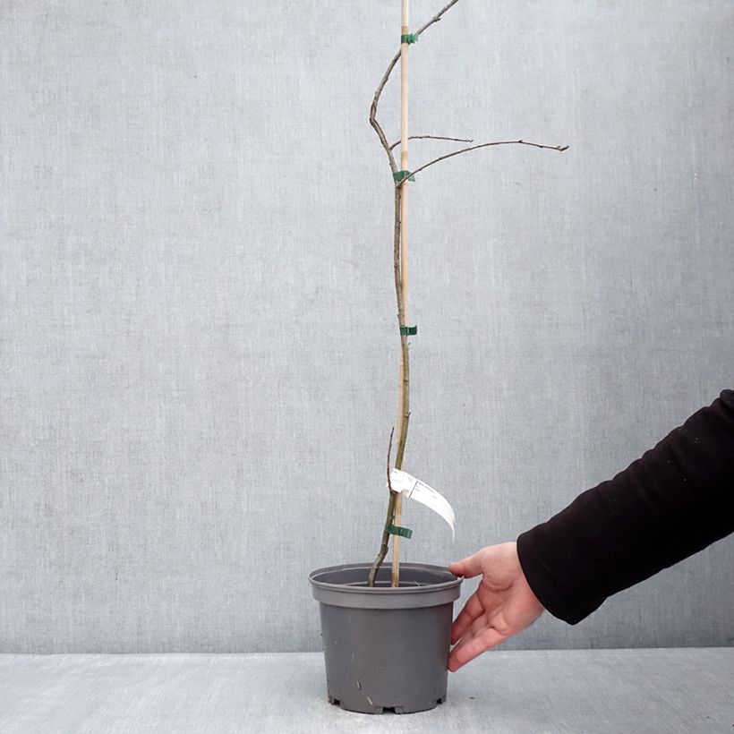 Sorbus domestica  - Service Tree, True Service Tree Maceta 3L/4L Ejemplar entregado en invierno