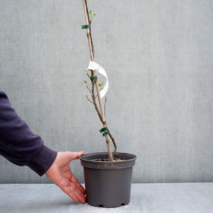 Sorbus domestica  - Service Tree, True Service Tree Maceta 3L/4L Ejemplar entregado en la primavera