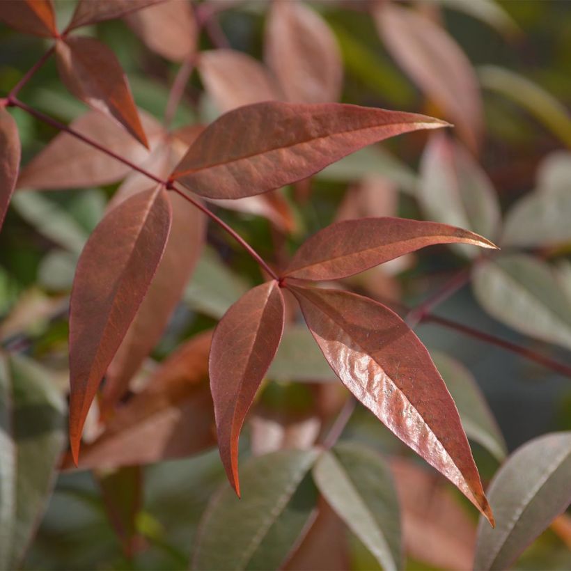 Cornus alba Kesselringii (Follaje)