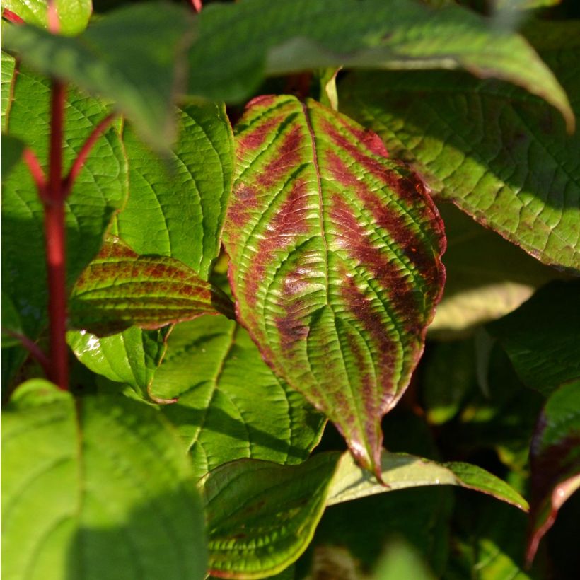 Cornus alba Siberian Pearls (Follaje)