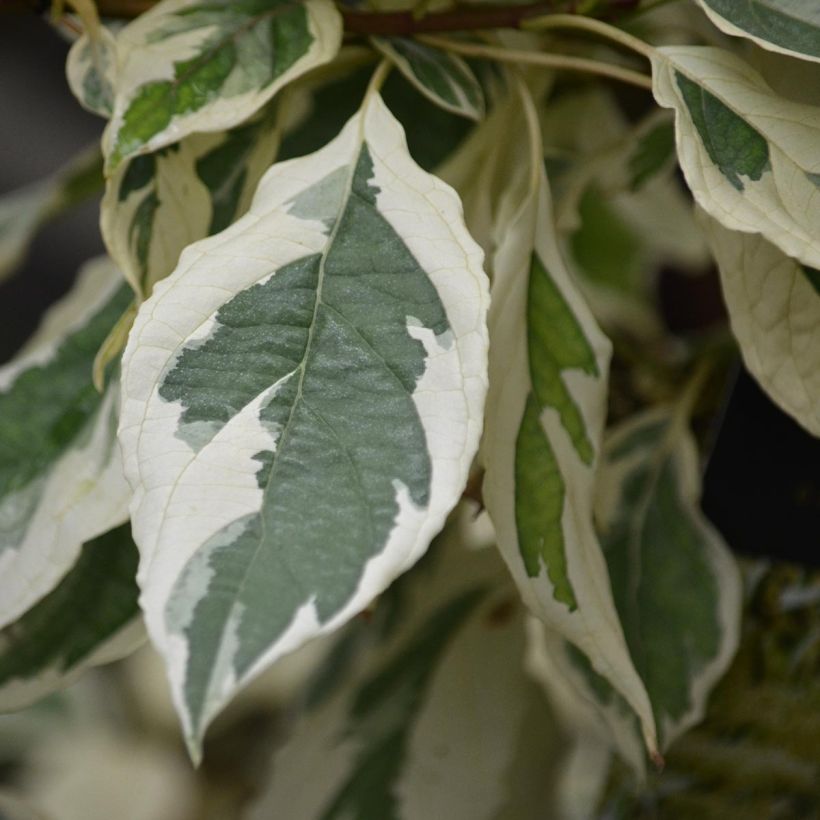 Cornus controversa Variegata - Cornejo de mesa (Follaje)