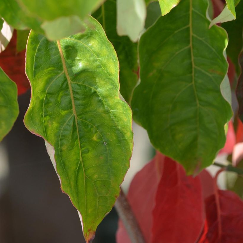 Cornus nuttallii Ascona - Cornejo del Pacífico (Follaje)