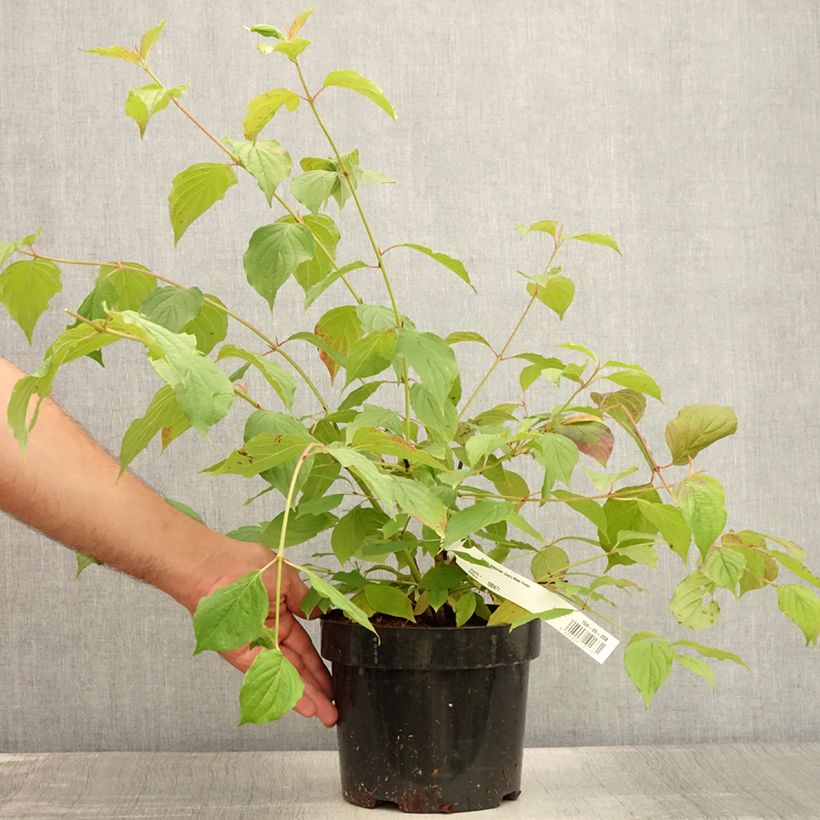 Ejemplar de Cornus sanguinea Anny's Winter Orange - Cornejo rojo Maceta 2L/3L entregado en verano