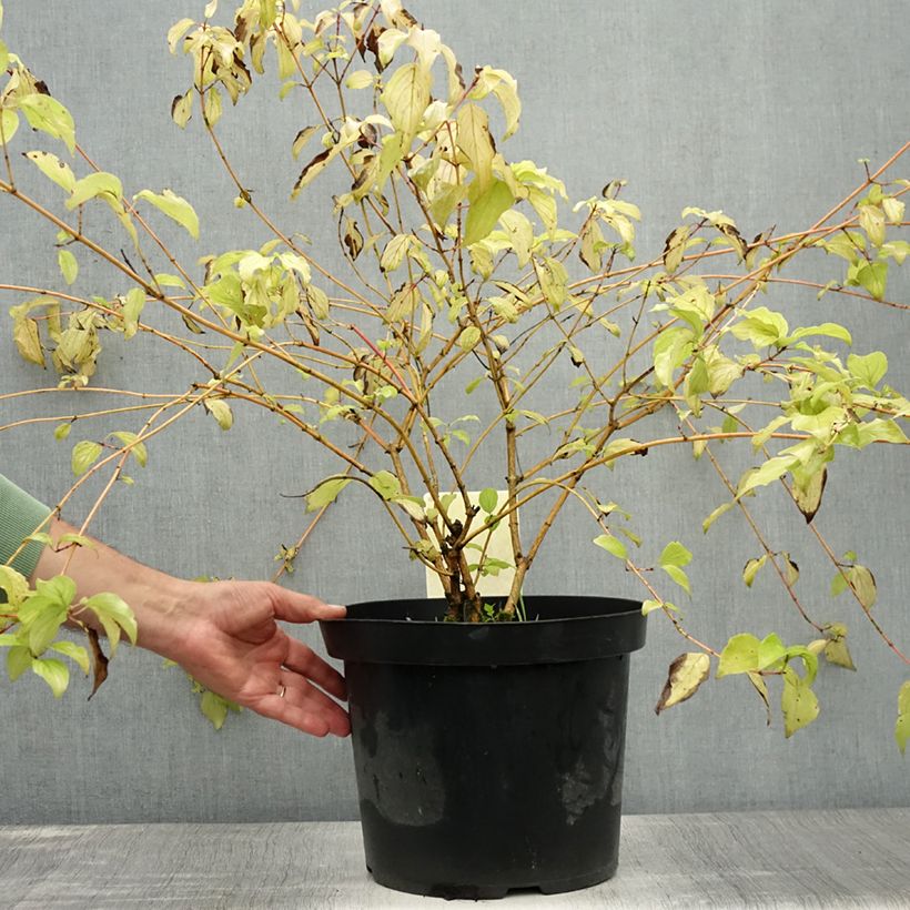 Ejemplar de Cornus sanguinea Anny's Winter Orange - Cornejo rojo Maceta 7,5L/10L entregado en verano