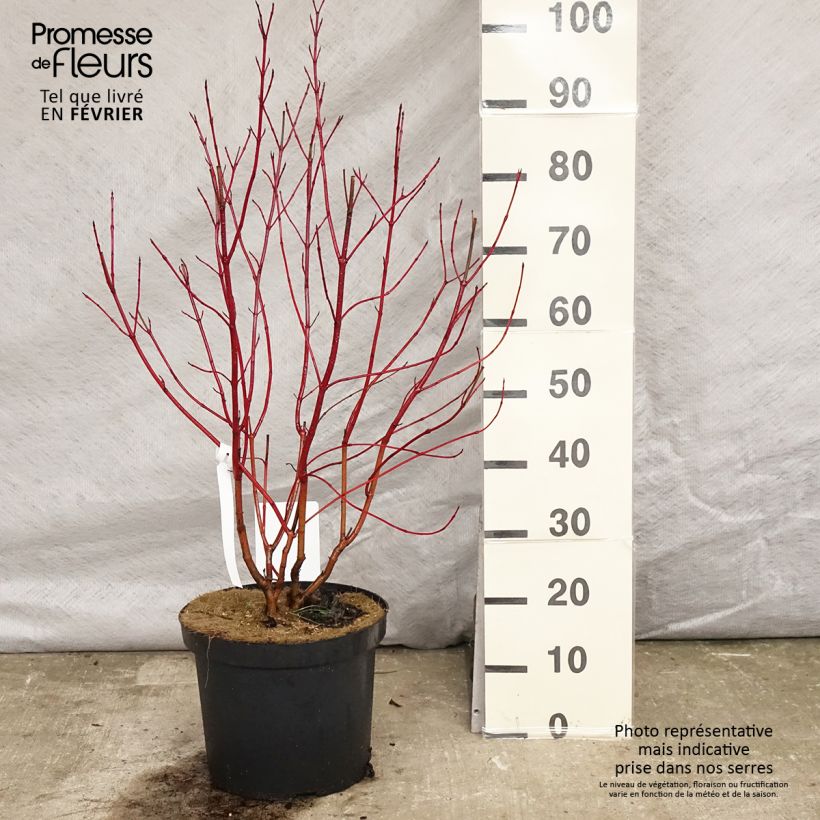 Cornus alba Aurea Maceta 7,5L/10L Ejemplar entregado en invierno