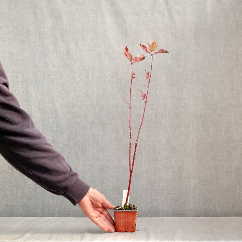 Ejemplar de Cornus alba Aurea Maceta de 8/9 cm entregado en otoño