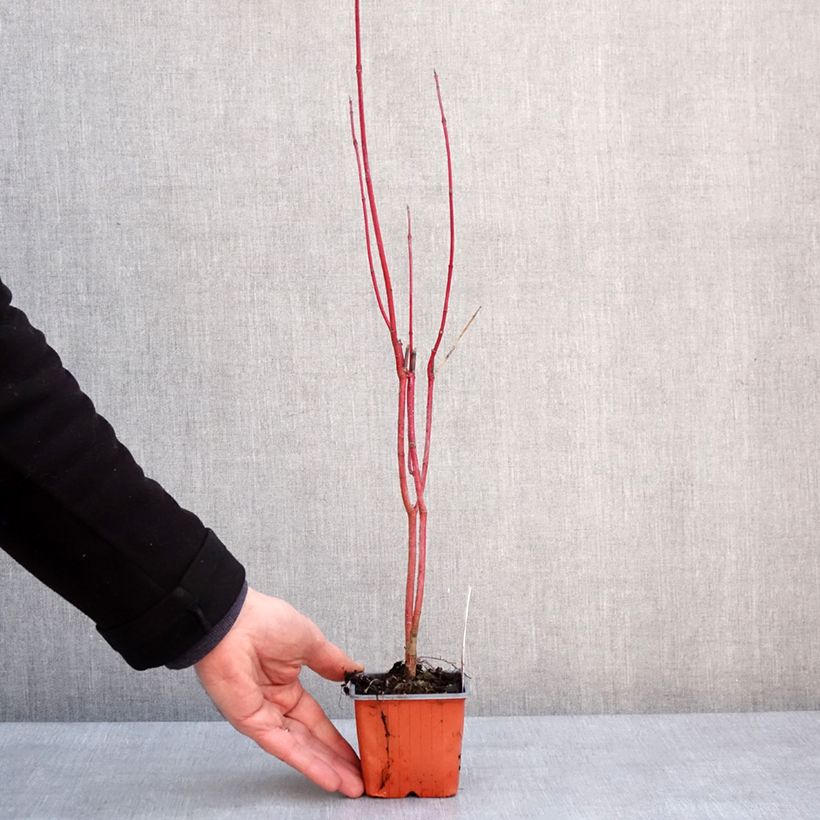 Cornus alba Aurea Maceta de 8/9 cm Ejemplar entregado en invierno