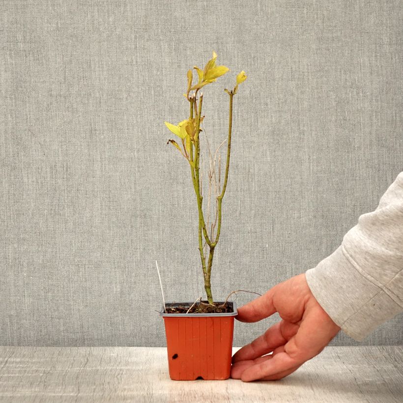 Cornus alba Aurea Maceta de 8/9 cm Ejemplar entregado en la primavera