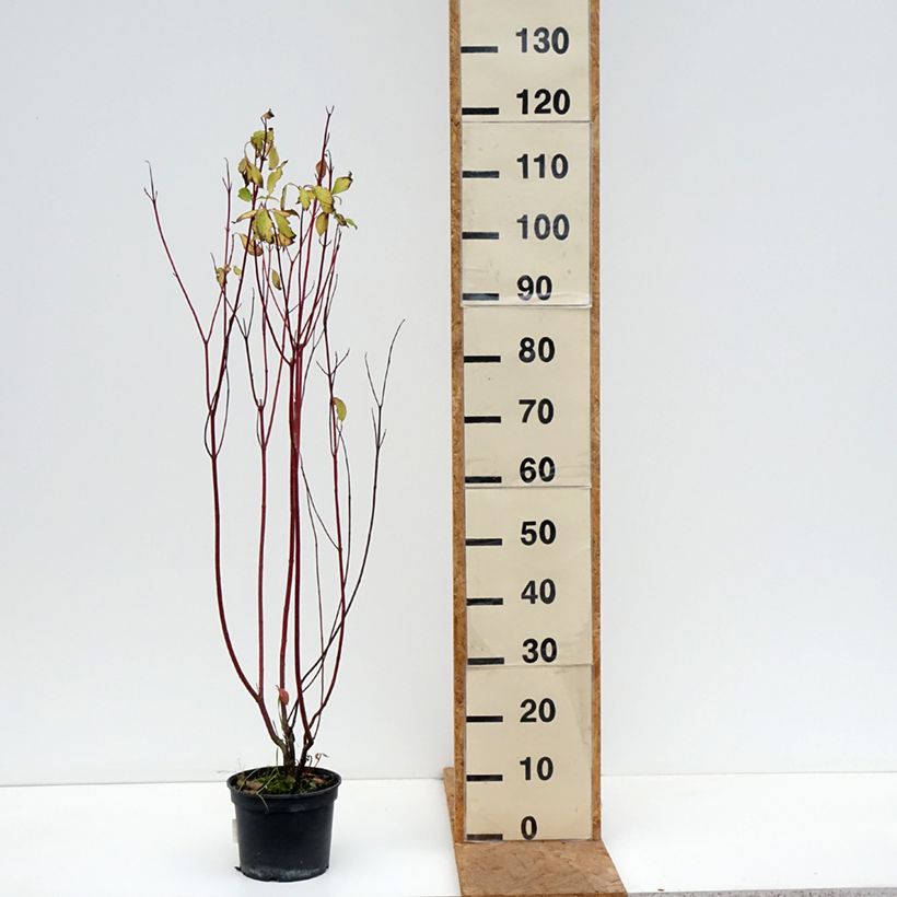 Ejemplar de Cornus alba Aurea Maceta 2L/3L entregado en otoño