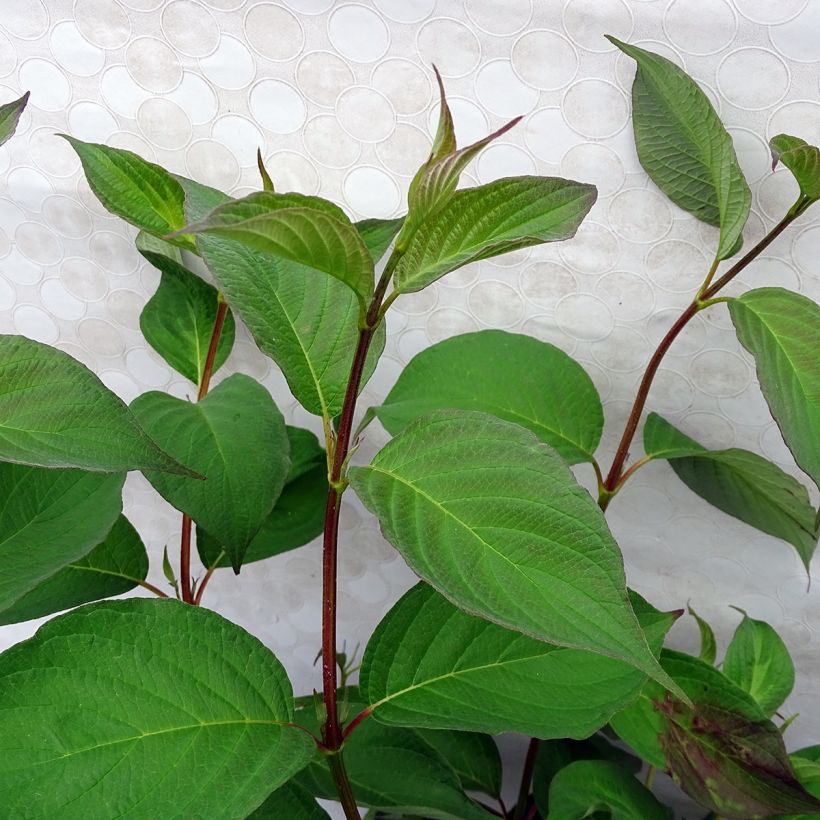 Cornus alba Baton Rouge (Follaje)