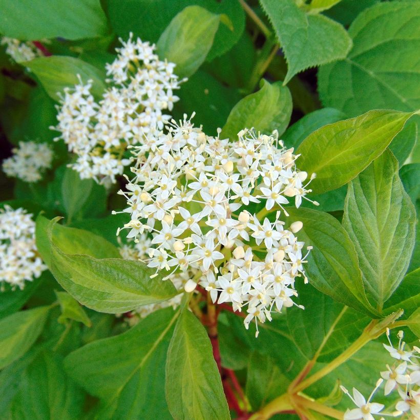 Cornus alba Baton Rouge (Floración)