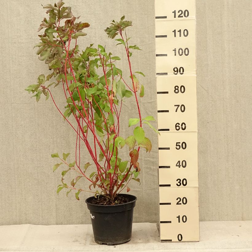 Ejemplar de Cornus alba Baton Rouge Maceta 4L/5L entregado en verano