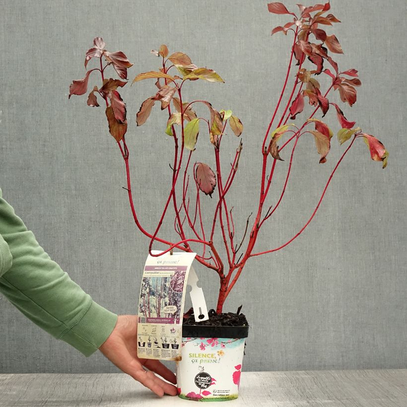 Ejemplar de Cornus alba Baton Rouge Maceta 2L/3L entregado en verano