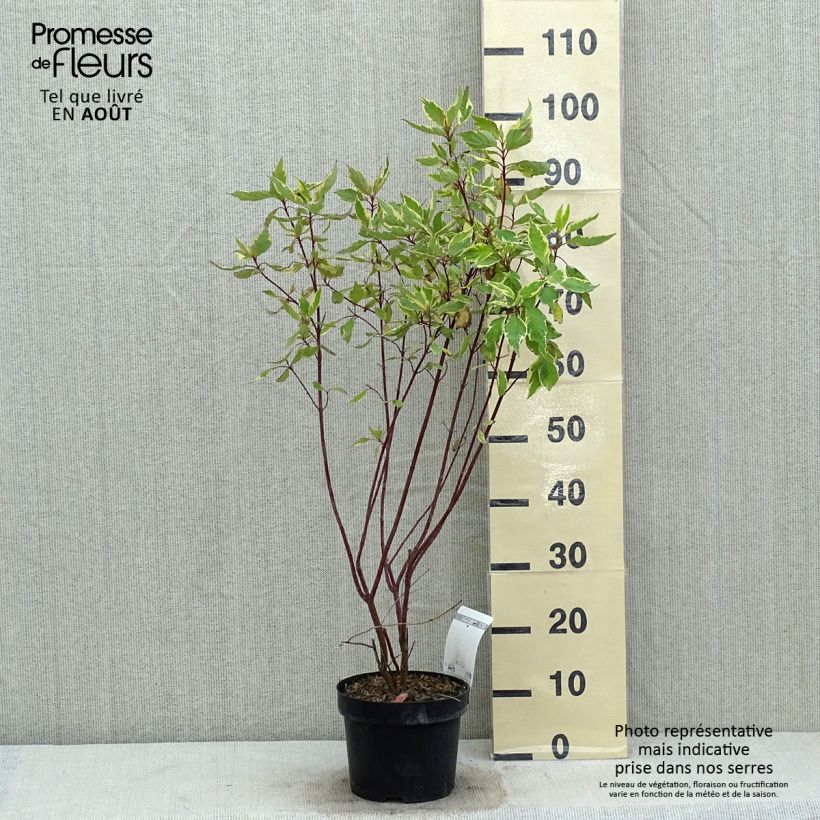 Ejemplar de Cornus alba Cream Cracker Maceta 2L/3L entregado en verano