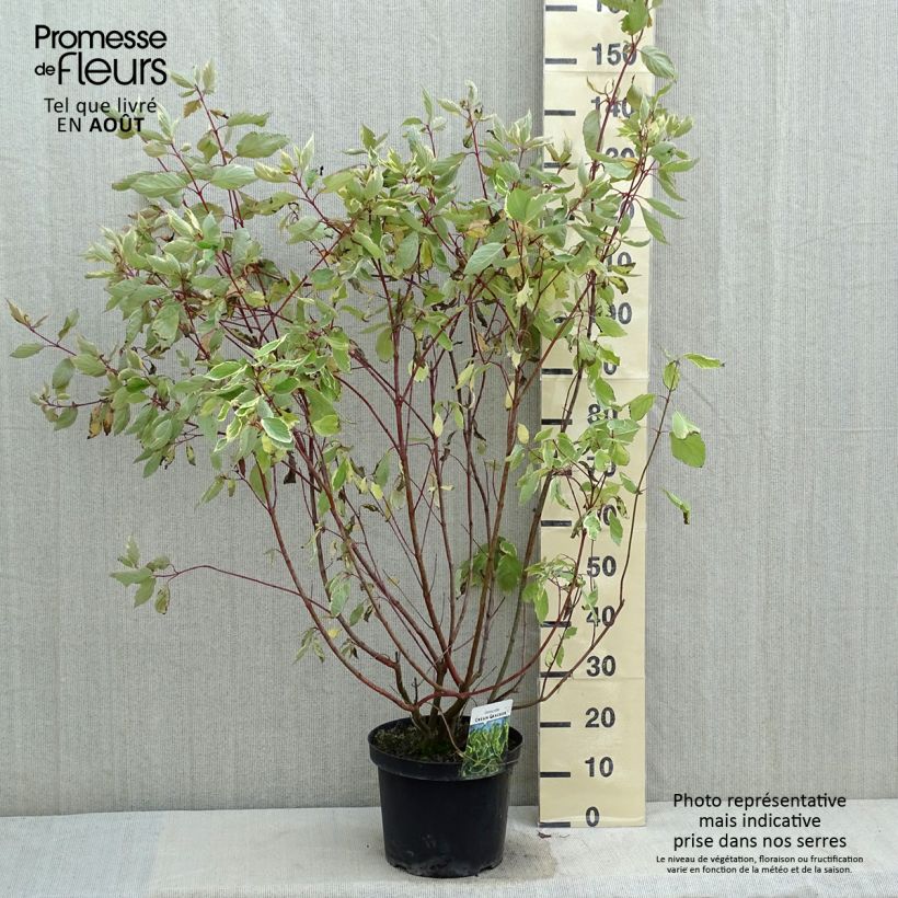 Ejemplar de Cornus alba Cream Cracker Maceta 7,5L/10L entregado en verano