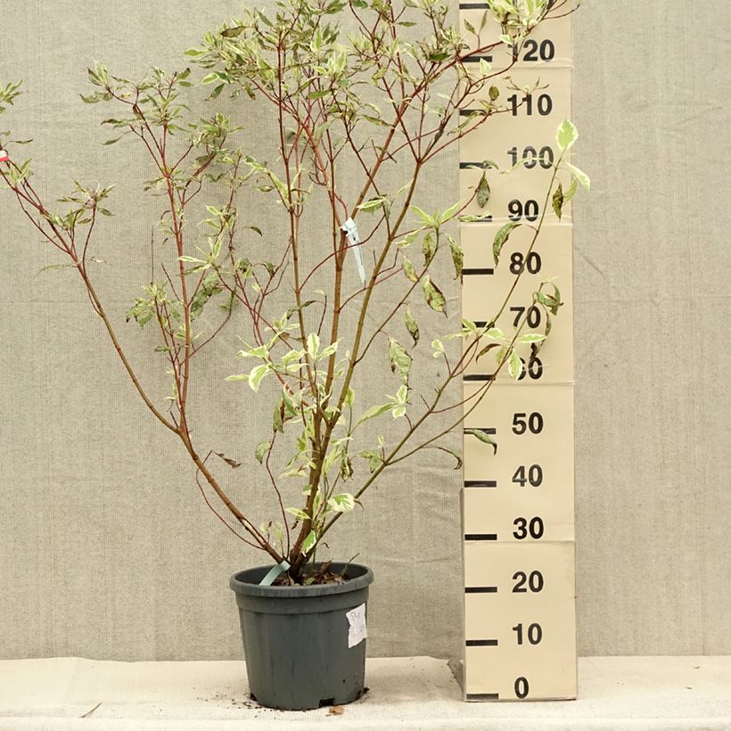 Ejemplar de Cornus alba Elegantissima Maceta 7,5L/10L entregado en verano