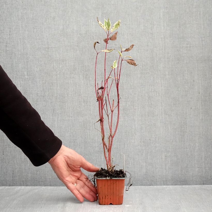Ejemplar de Cornus alba Elegantissima Maceta de 8/9 cm entregado en otoño