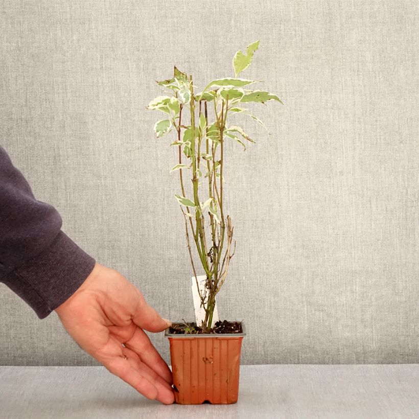 Cornus alba Elegantissima Maceta de 8/9 cm Ejemplar entregado en la primavera