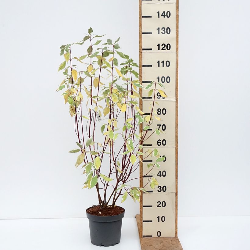 Ejemplar de Cornus alba Elegantissima Maceta 7,5L/10L entregado en otoño